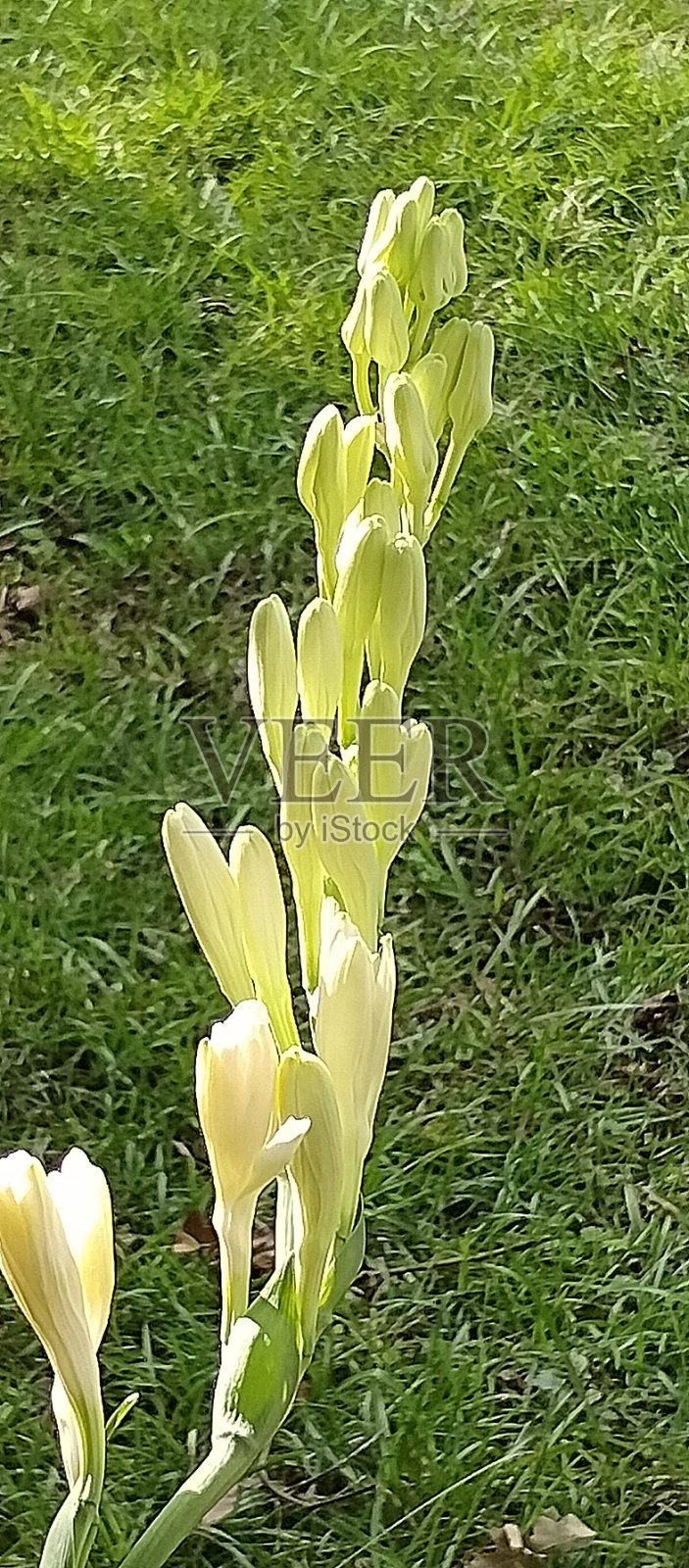 太阳下的晚秋照片摄影图片