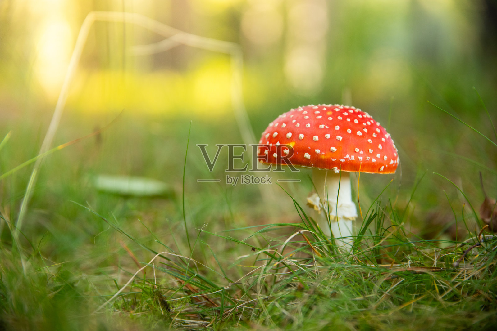 森林中红色毒菌的特写照片摄影图片