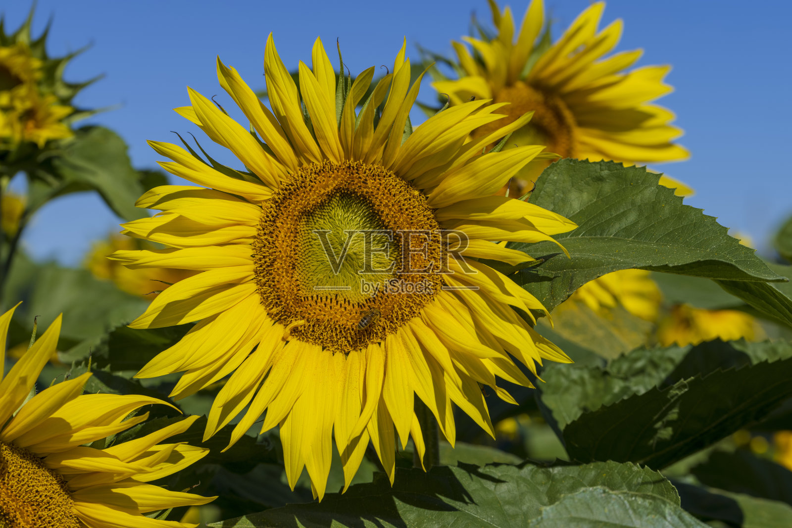夏天盛开着美丽的黄色向日葵照片摄影图片