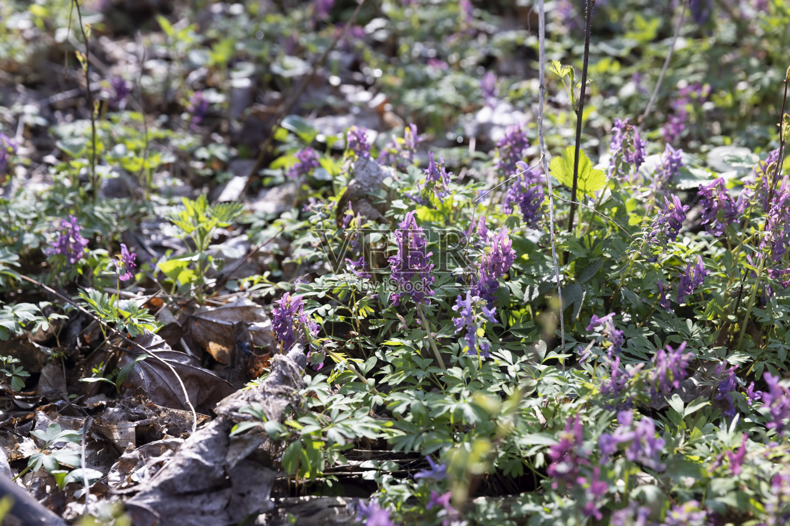 美丽的紫色的花在森林里照片摄影图片