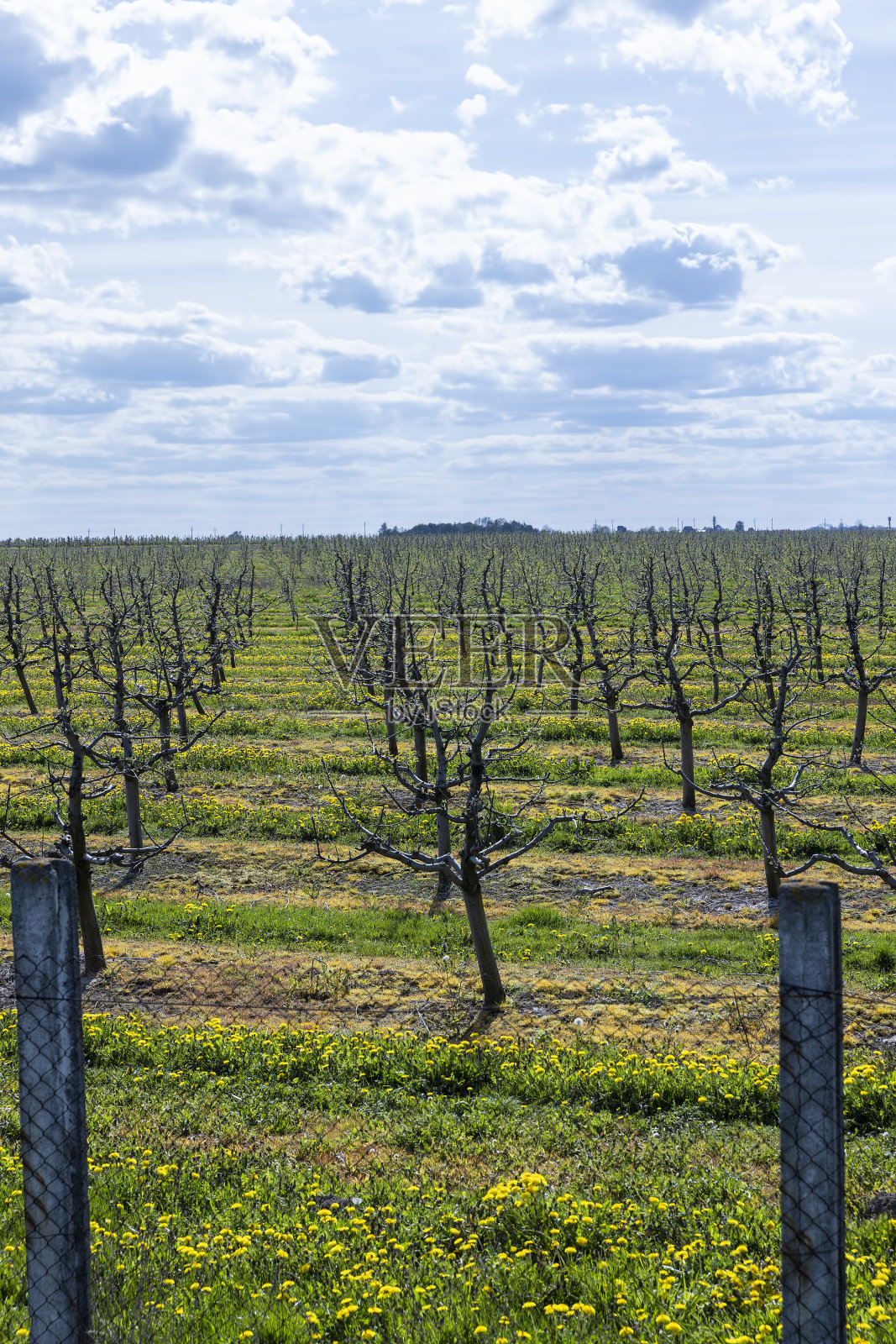 果园里春天的苹果树照片摄影图片