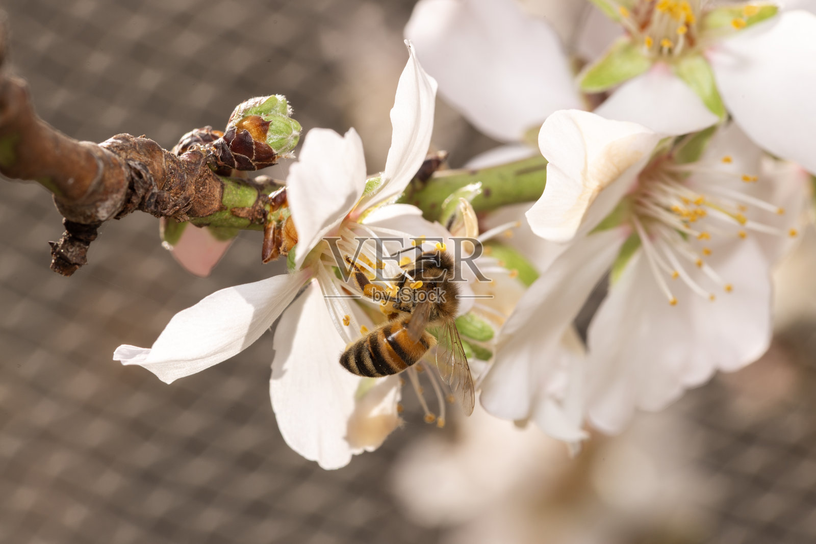 蜜蜂授粉开花树花照片摄影图片