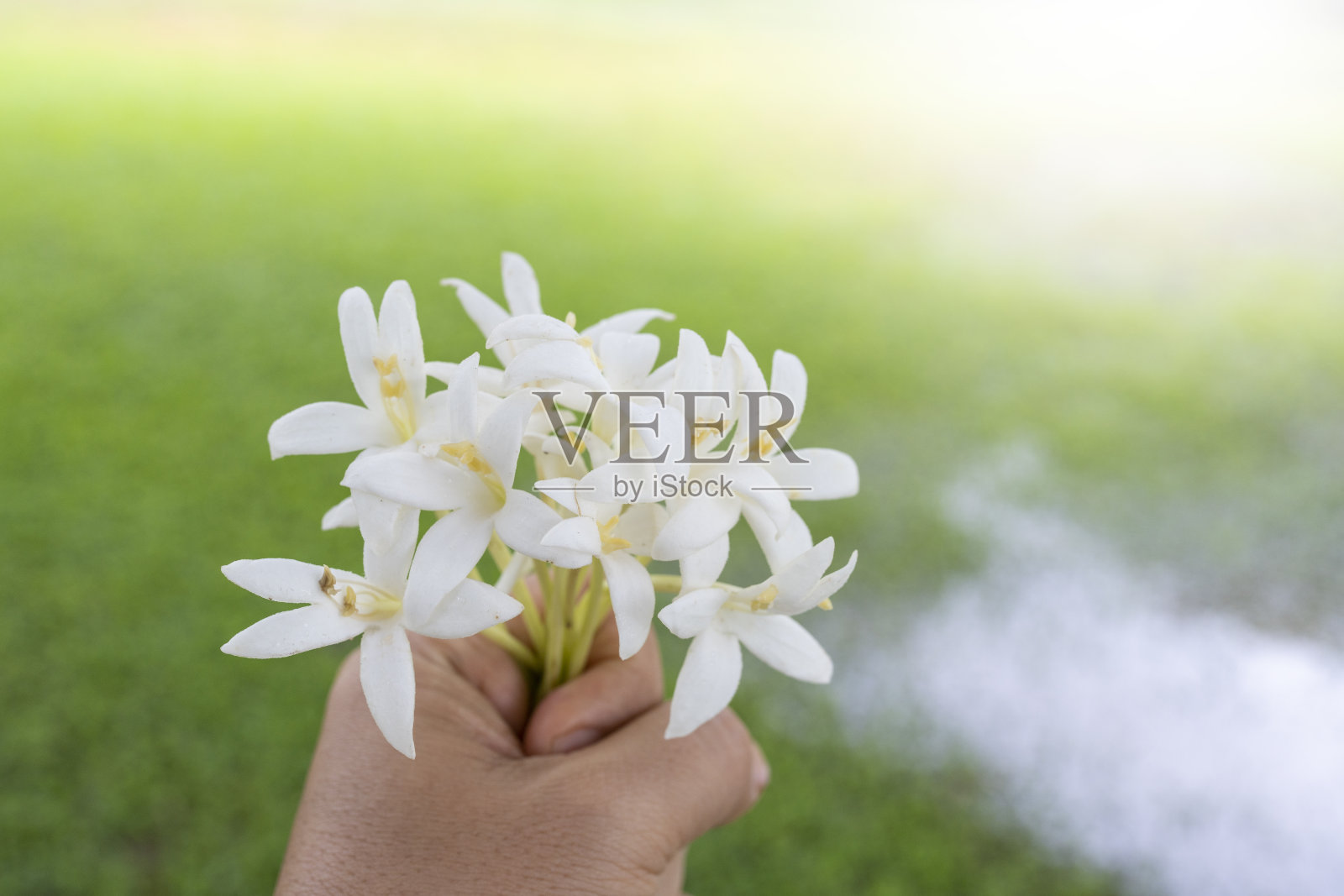 手握印度软木树或树茉莉花对草地背景。照片摄影图片