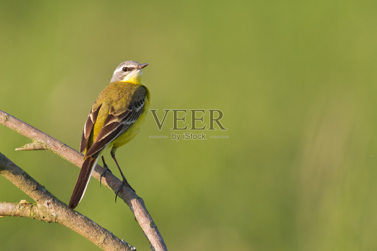 欧洲波兰草地上的黄鹡鸰照片摄影图片