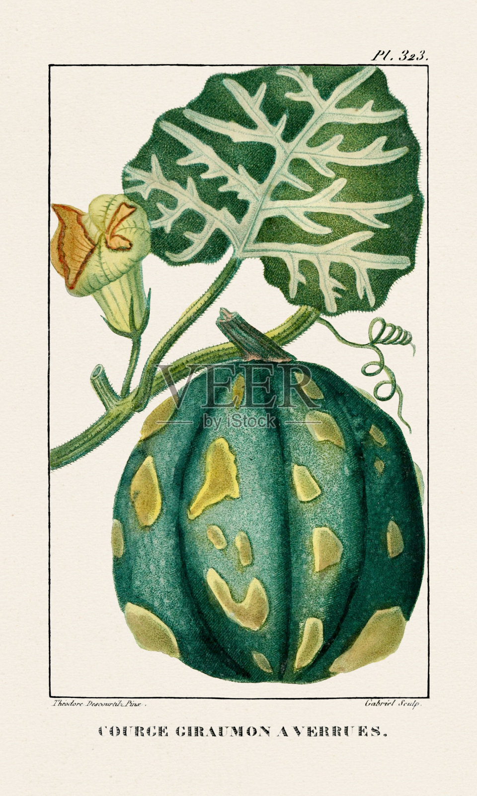 古董法国医疗植物图鉴。长疣的吉拉蒙南瓜。大约1820年。插画图片素材