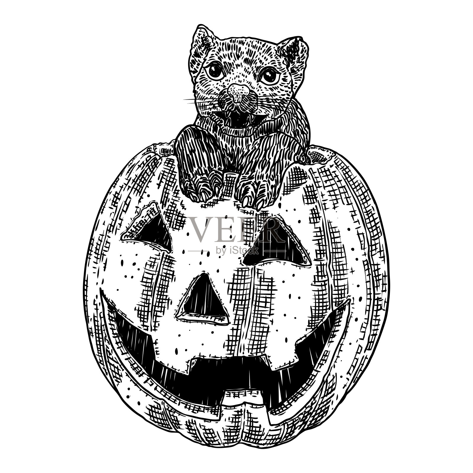 南瓜里有一只微笑的猫，象征着丰收和万圣节。女巫像猫一样熟悉，用作装饰。节日秋日喜庆画。为庆祝秋天而手绘的素描。向量。插画图片素材