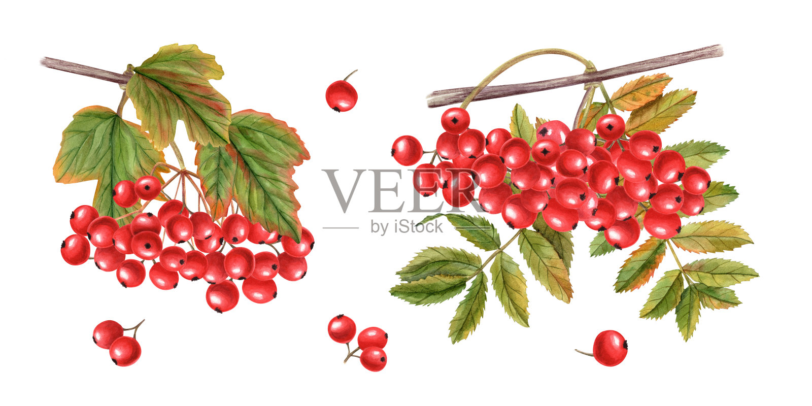 水彩画一束成熟的豆荚浆果，带有秋叶的浆果。野蔷薇，酢浆草，山灰，快梁。手绘插图卡片，书，问候。插画图片素材