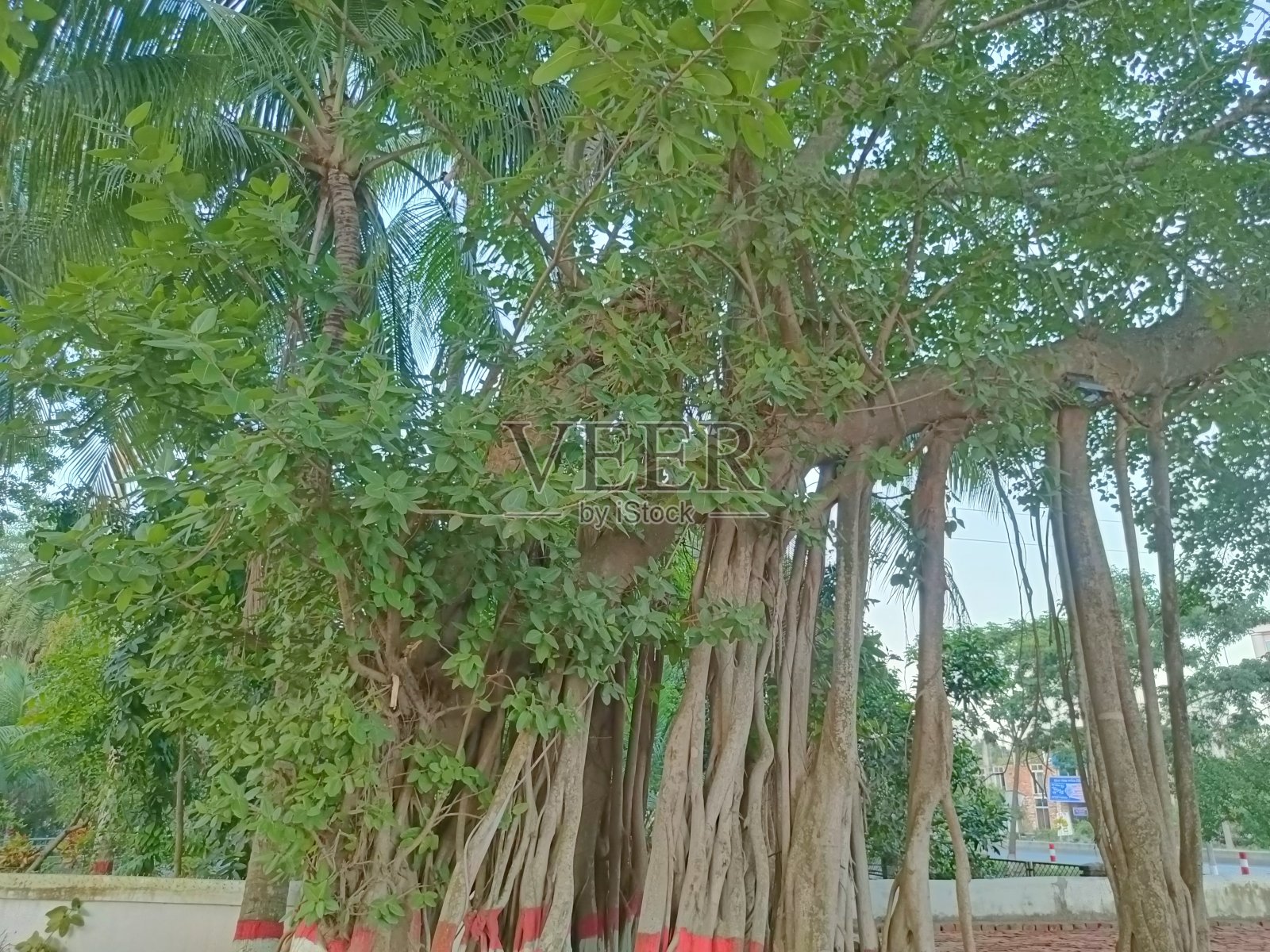 树照片摄影图片