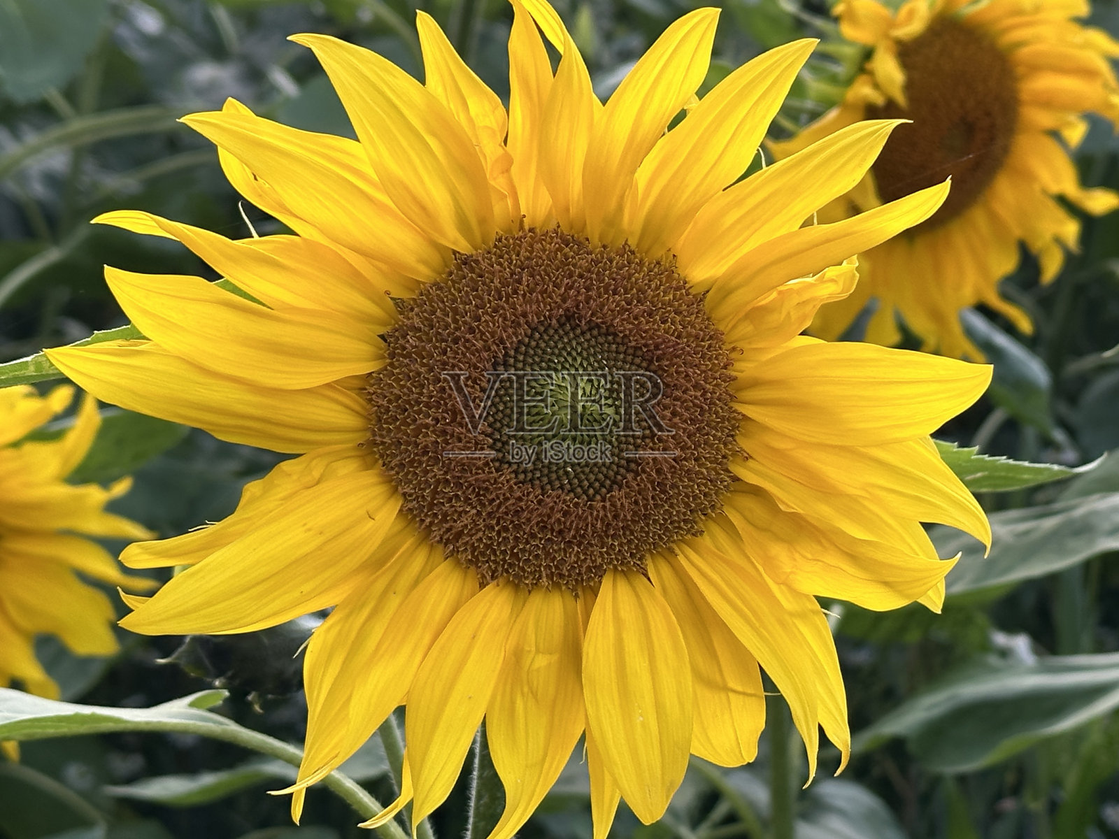 向日葵田照片摄影图片