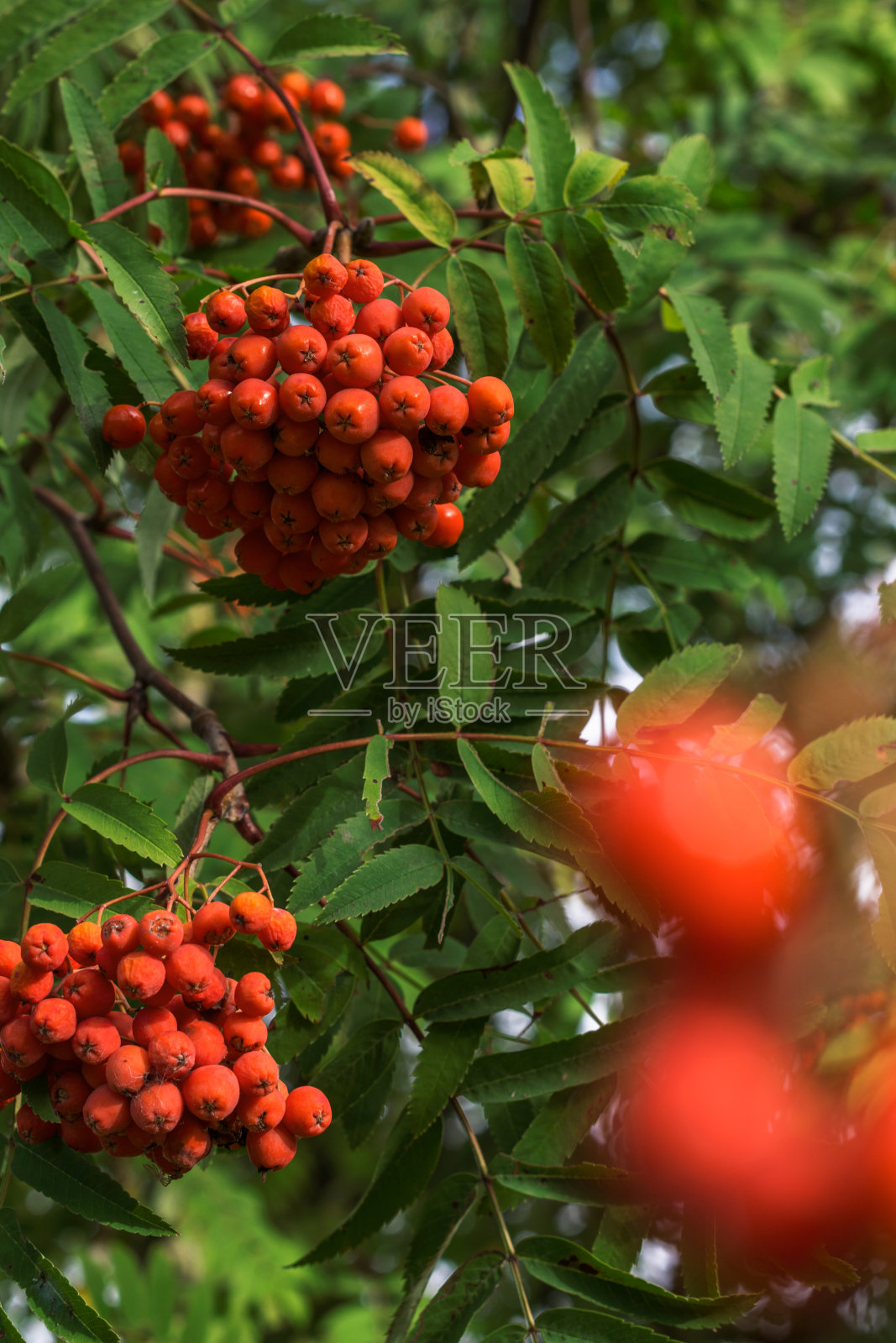 阳光明媚的日子里，浆果在树叶背景上，秋天的时候，成熟的浆果，一串串的挂在树枝上照片摄影图片