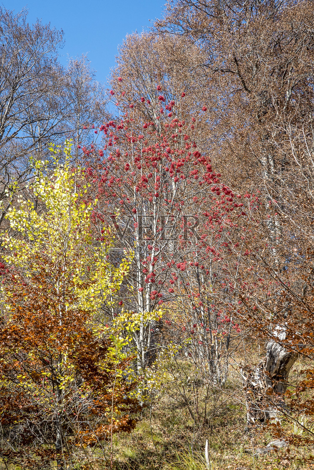 秋天在树林里，颜色像金子照片摄影图片
