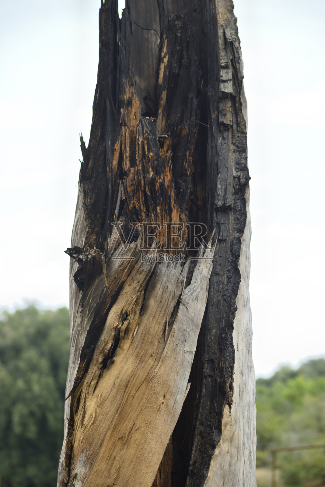 被雷击的地中海松树树干照片摄影图片