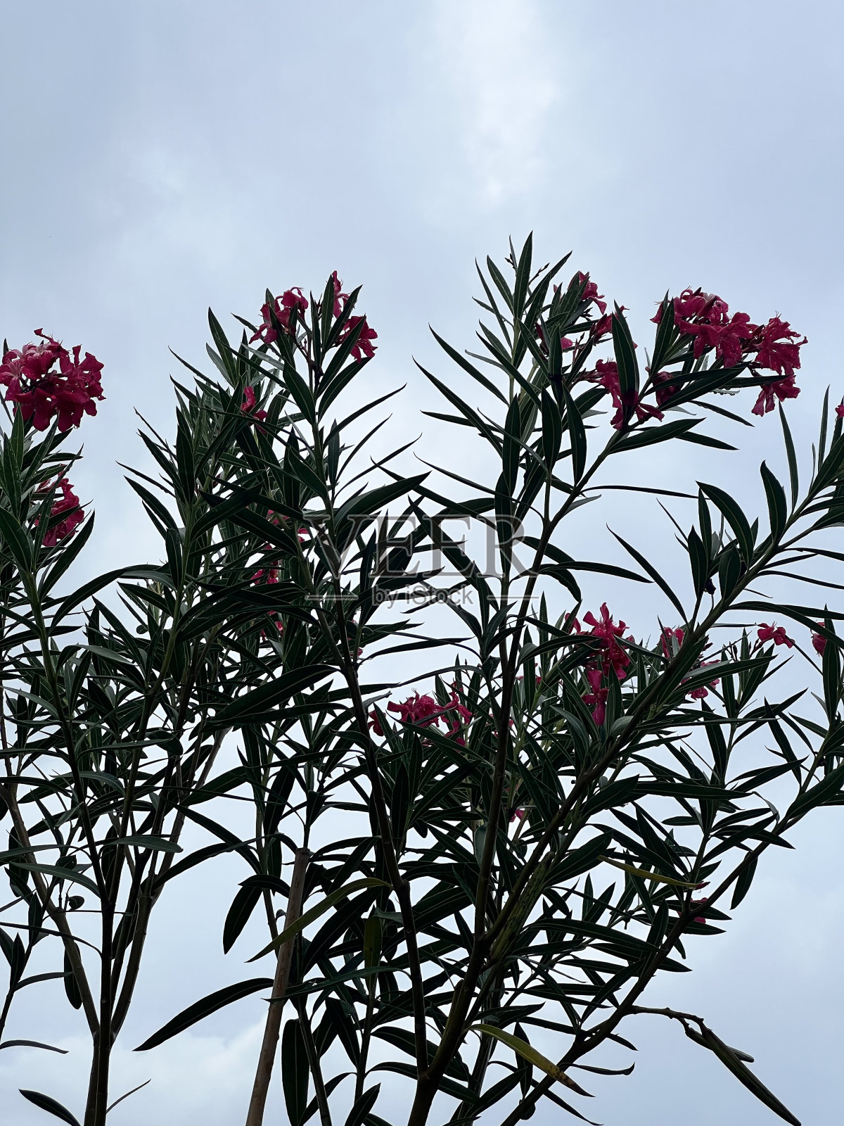 花的树照片摄影图片