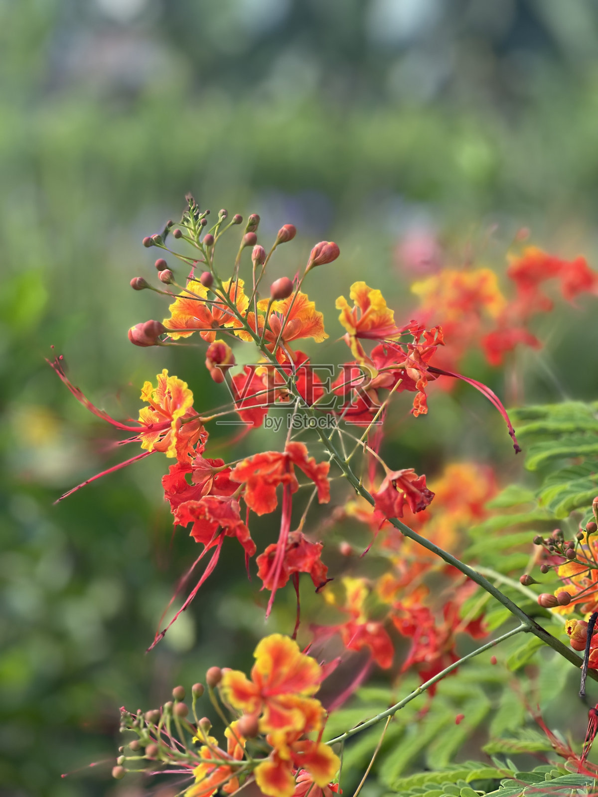 最美的花照片摄影图片