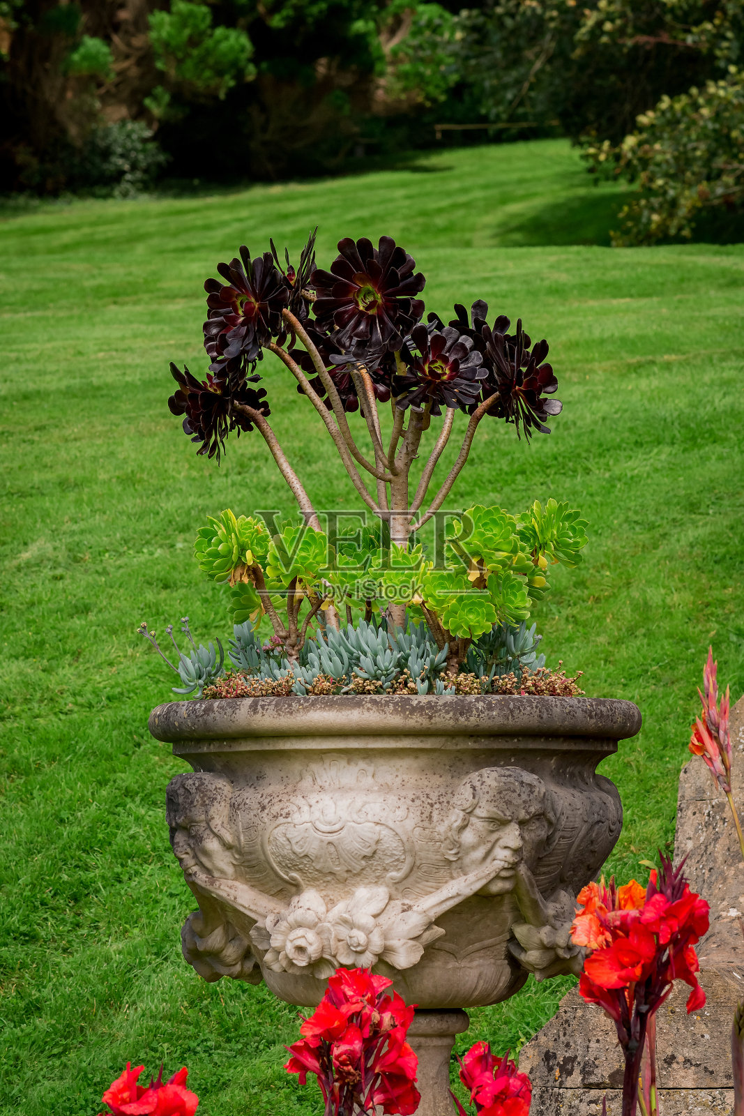 令人惊叹的酒红色和绿色多肉在花园里照片摄影图片