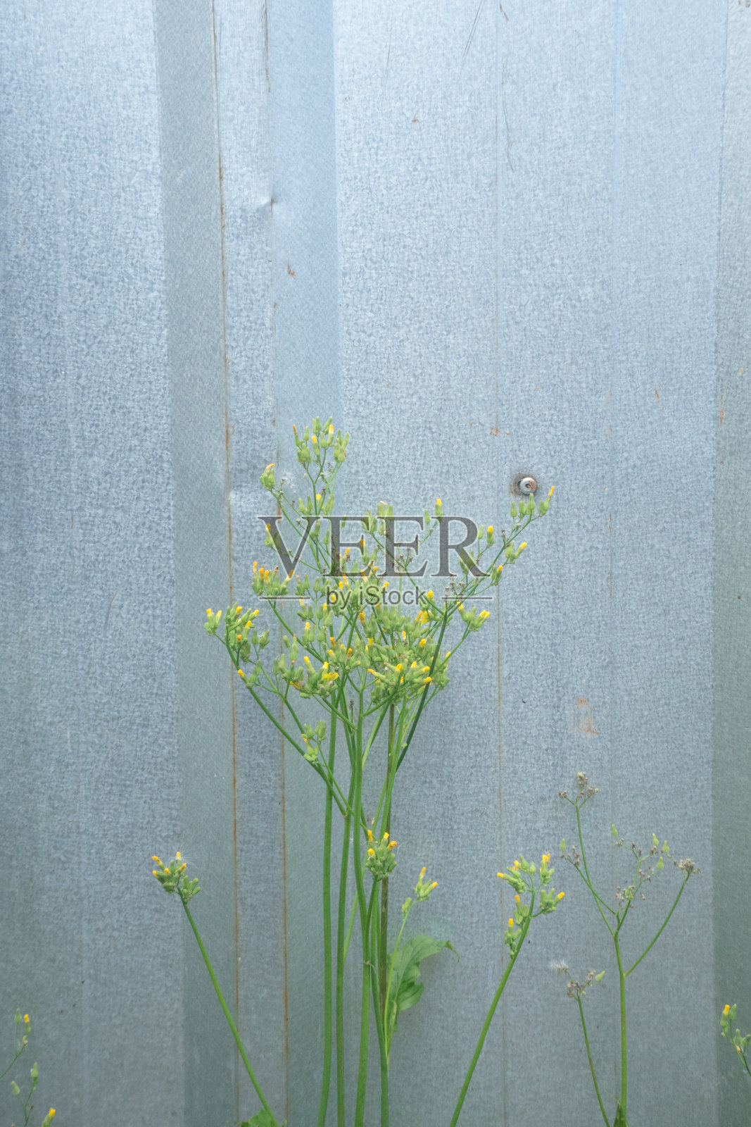 野草与金属铝栅栏的背景照片摄影图片