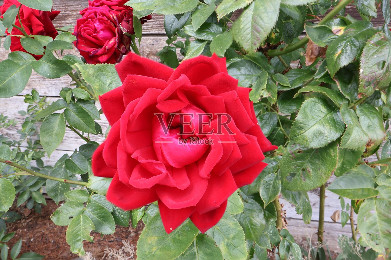 一朵完美的红玫瑰的特写照片摄影图片