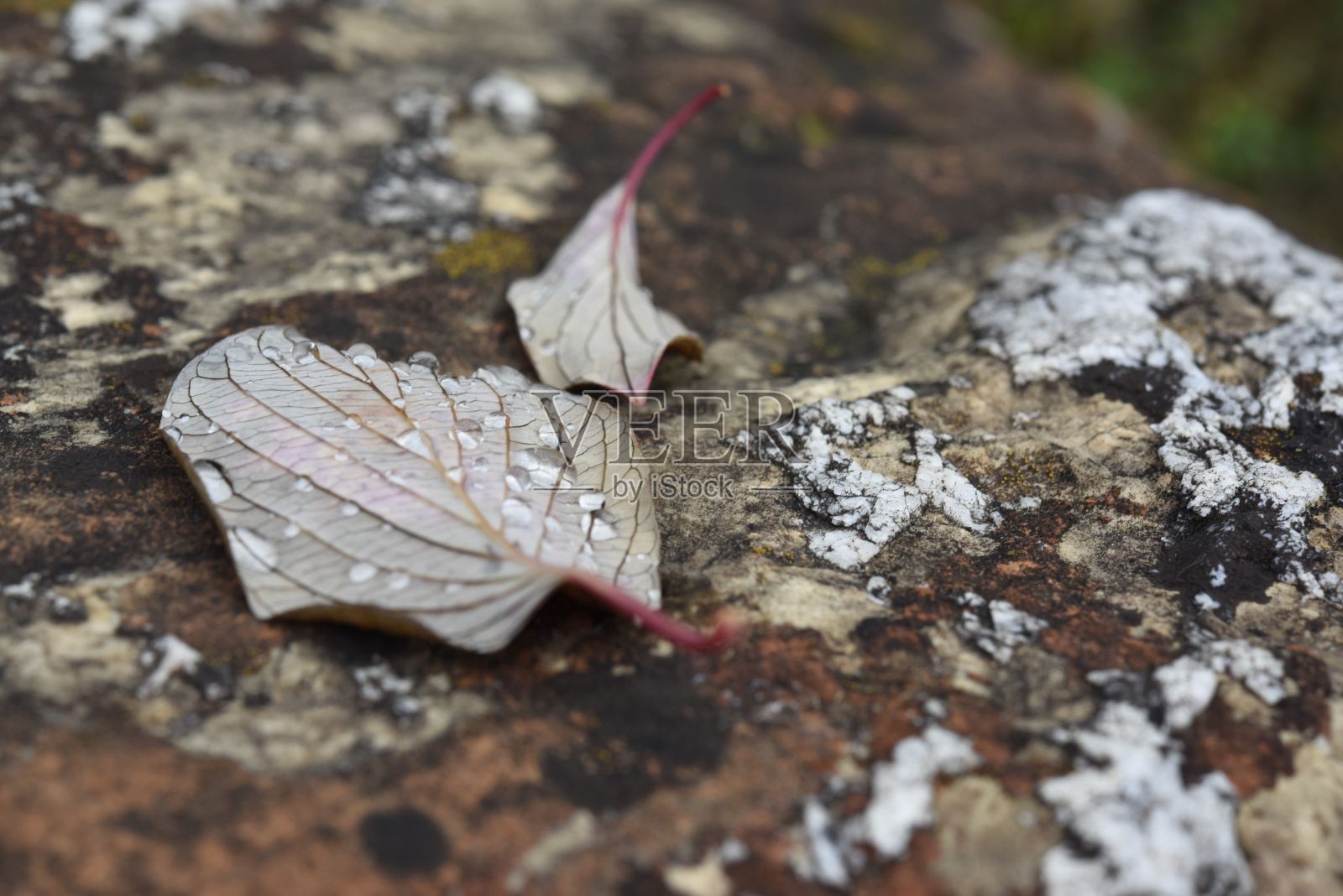灰色岩石上的枯叶上覆盖着闪闪发光的水滴照片摄影图片