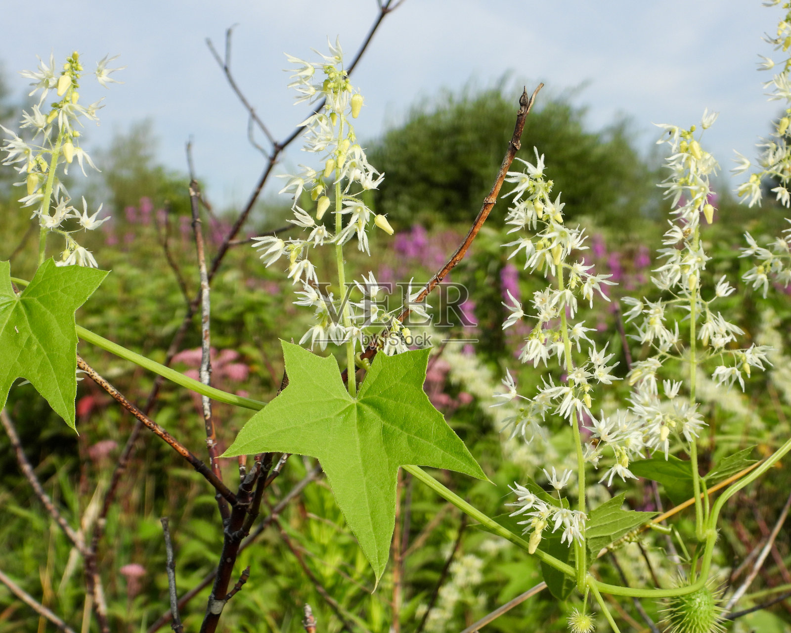 野黄瓜(Echinocystis lobata);原产于北美的野花藤本植物照片摄影图片