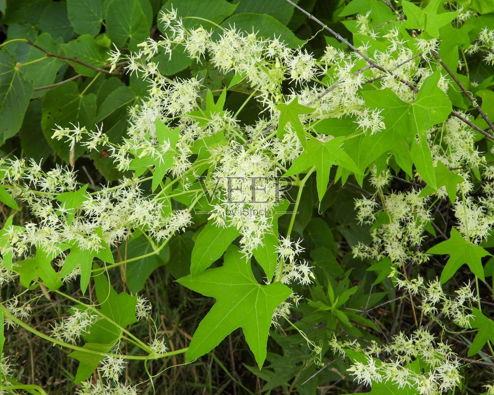 野黄瓜(Echinocystis lobata);原产于北美的野花藤本植物照片摄影图片