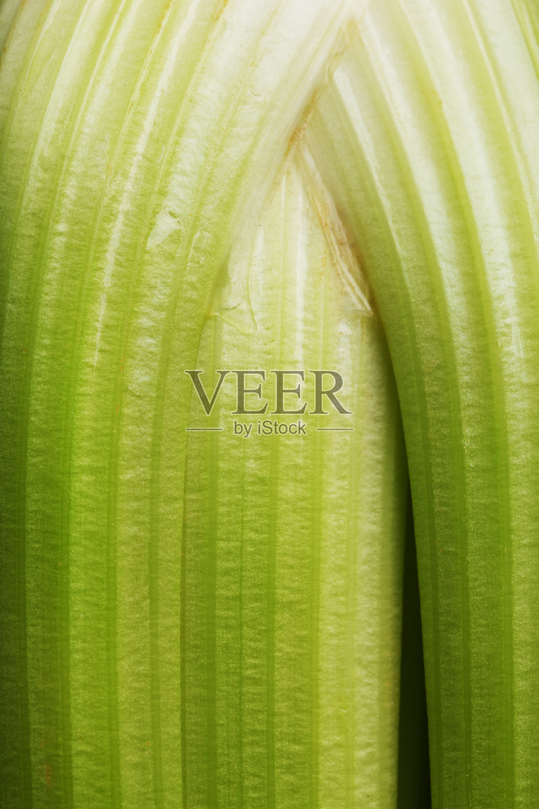 新鲜芹菜梗特写，全屏质感。照片摄影图片