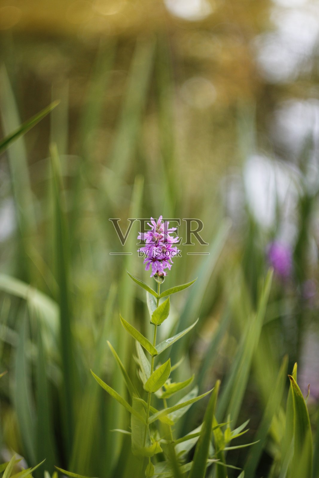 植物garden-06照片摄影图片