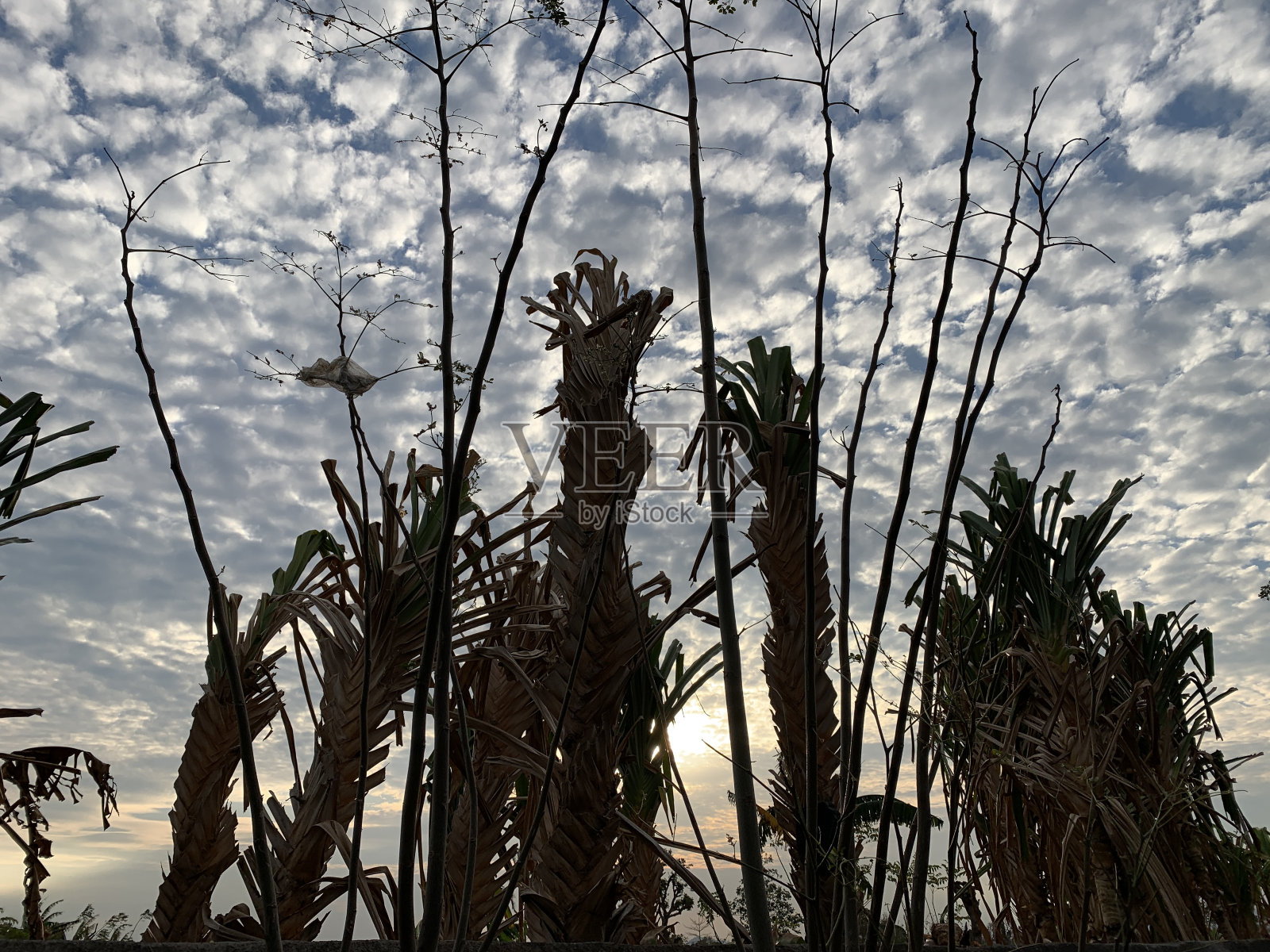 旱季下午的花园景观照片摄影图片