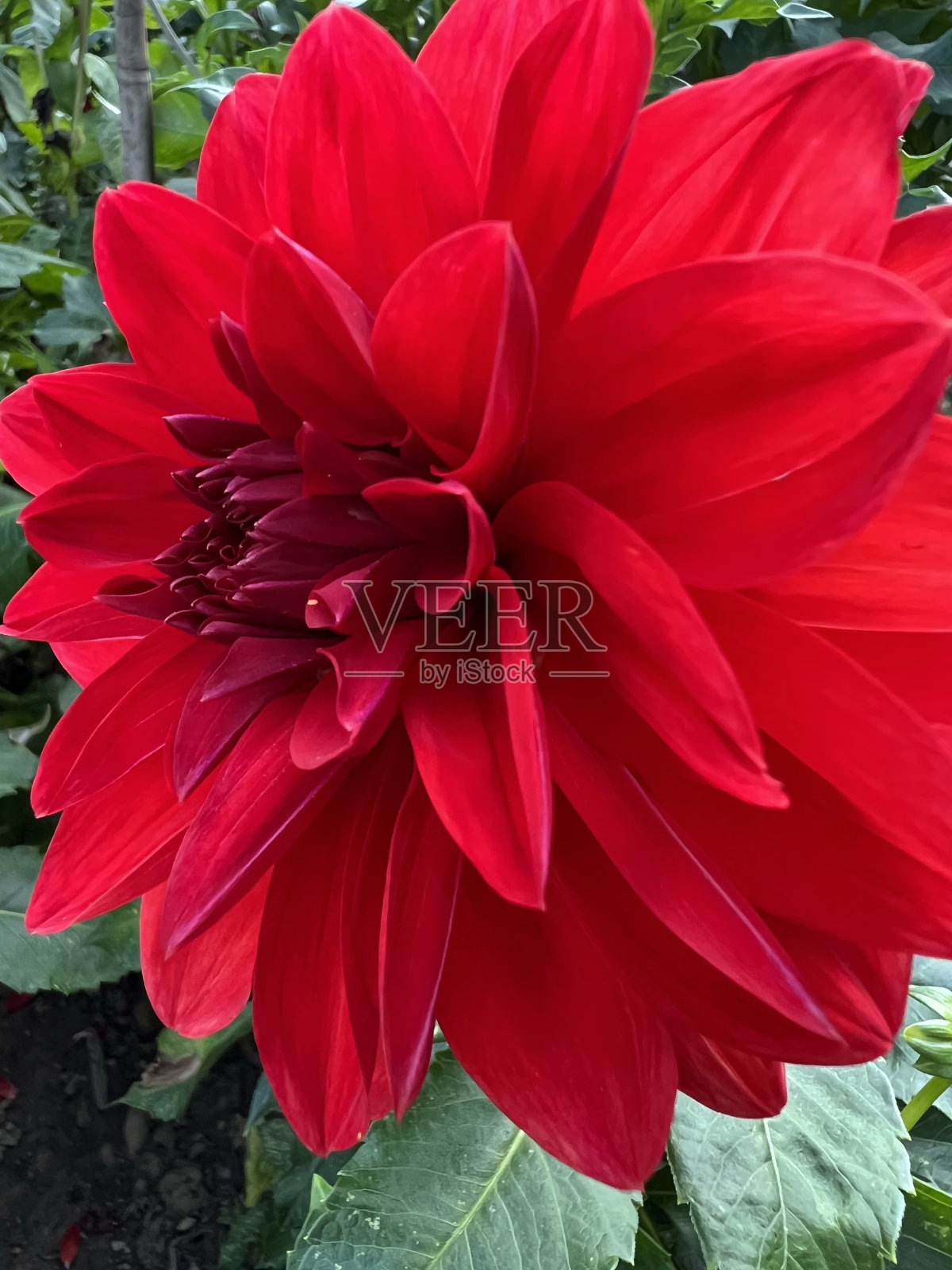 大丽花红色特写照片摄影图片