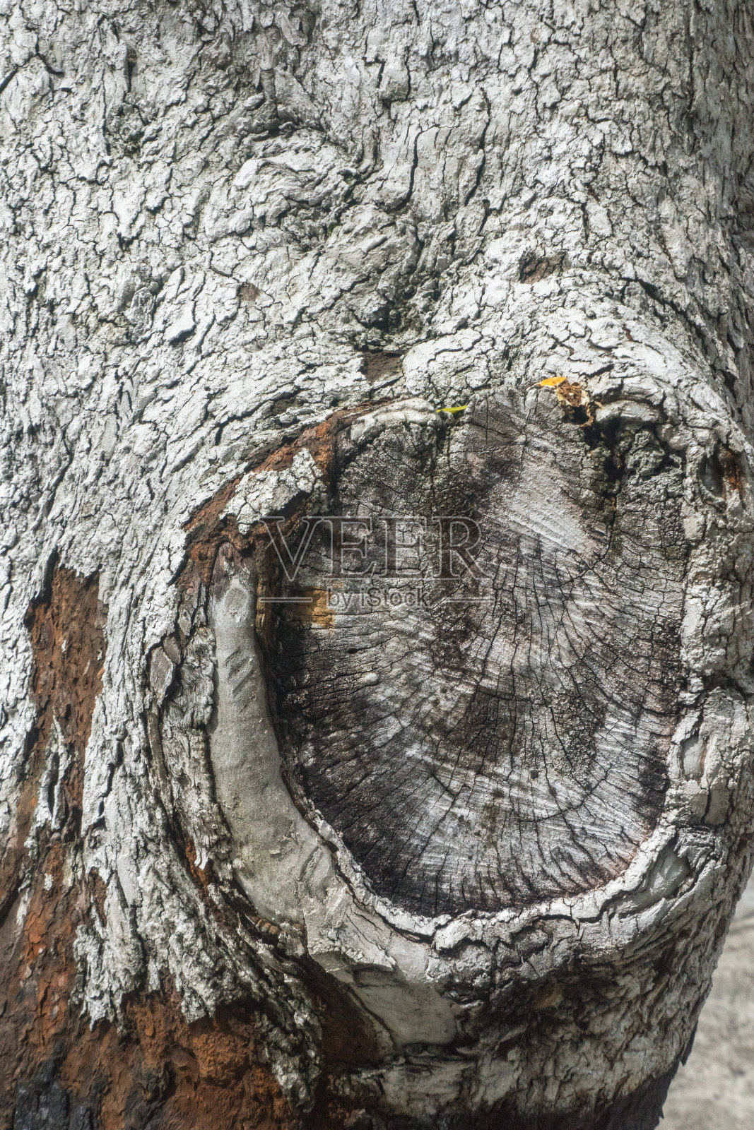 树皮树干老树皮肤纹理背景特写细节自然光照片摄影图片