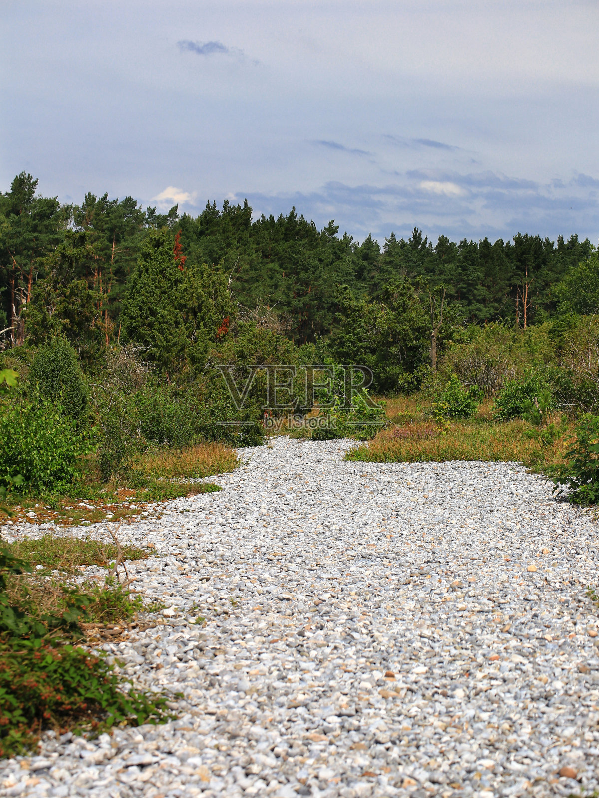 德国北部鲁根的一个自然保护区，狭窄的荒原和火石田照片摄影图片