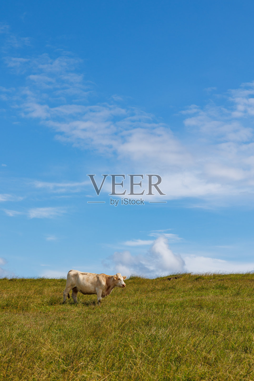 牧场上的牛，亚速尔群岛，葡萄牙。照片摄影图片