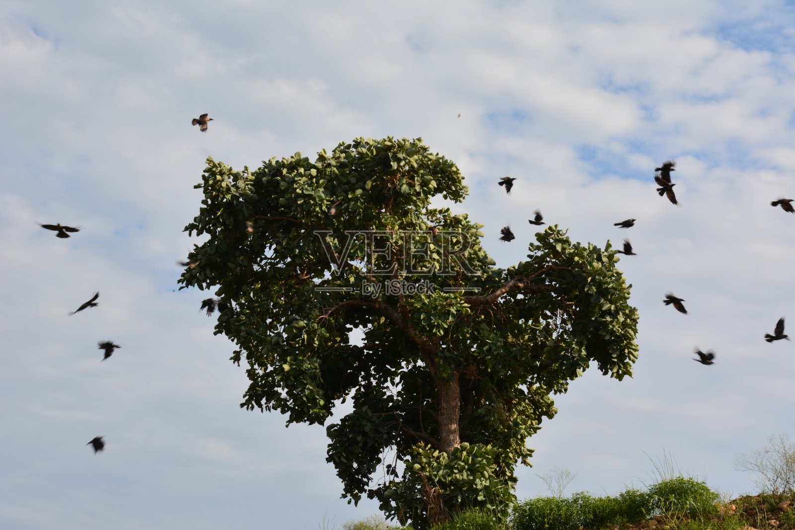 让我们飞照片摄影图片