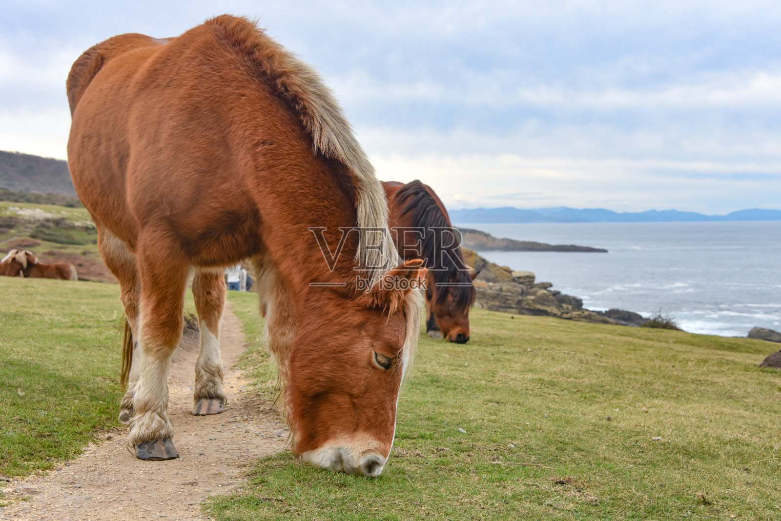 马沿着巴斯克地区的坎塔布连海岸吃草照片摄影图片