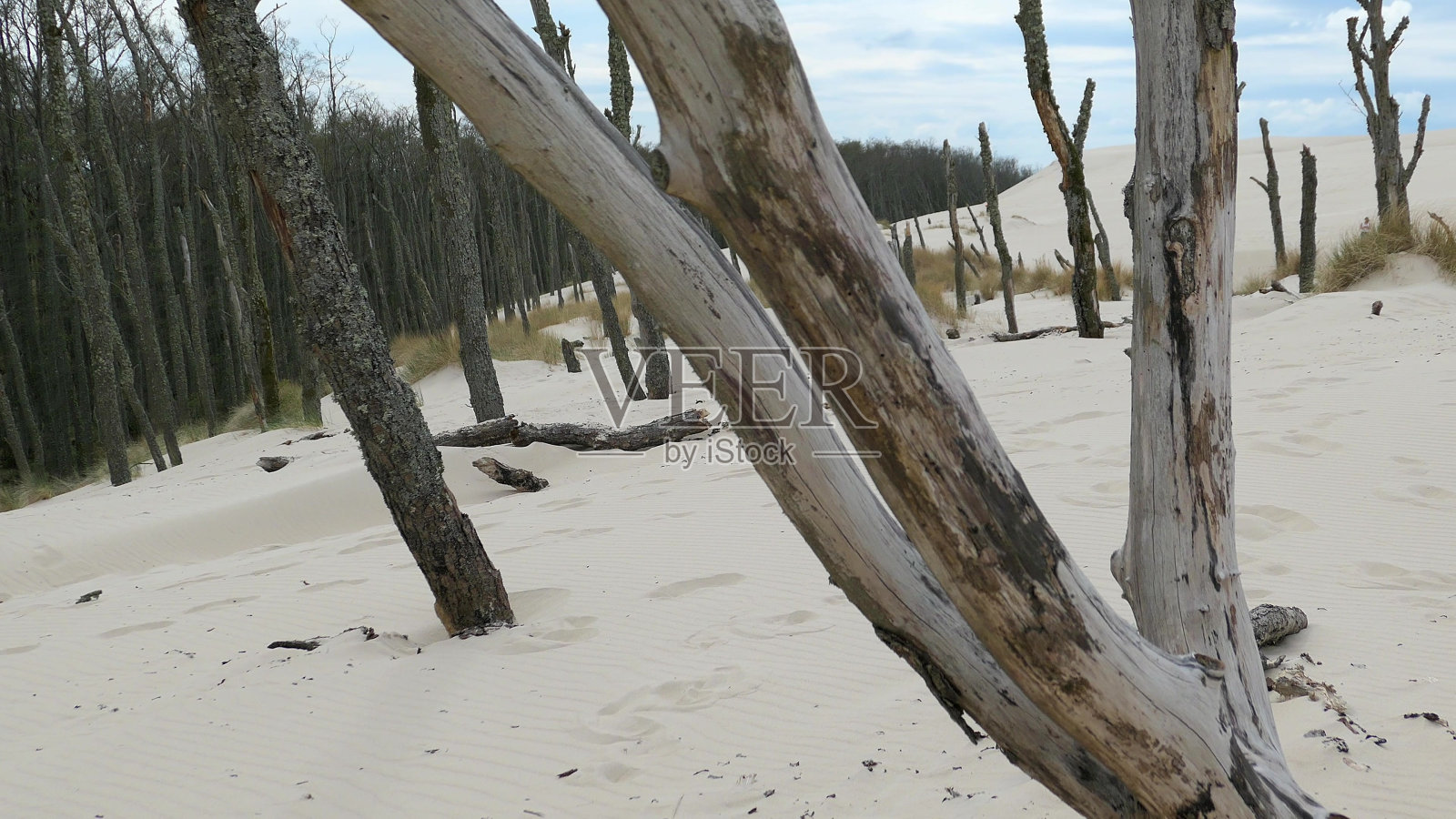 沙漠上枯死的树木和树枝照片摄影图片