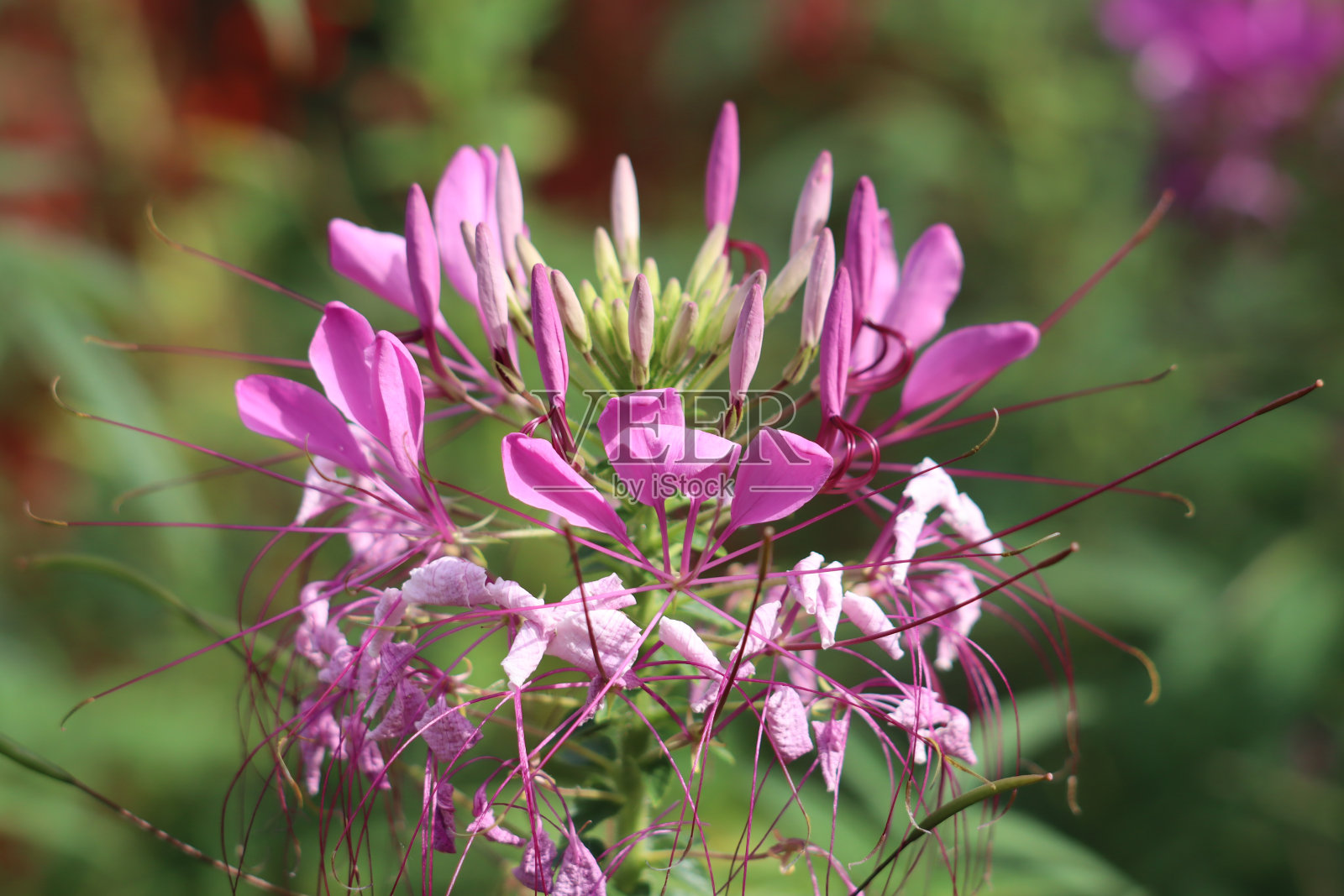 头状花序照片摄影图片
