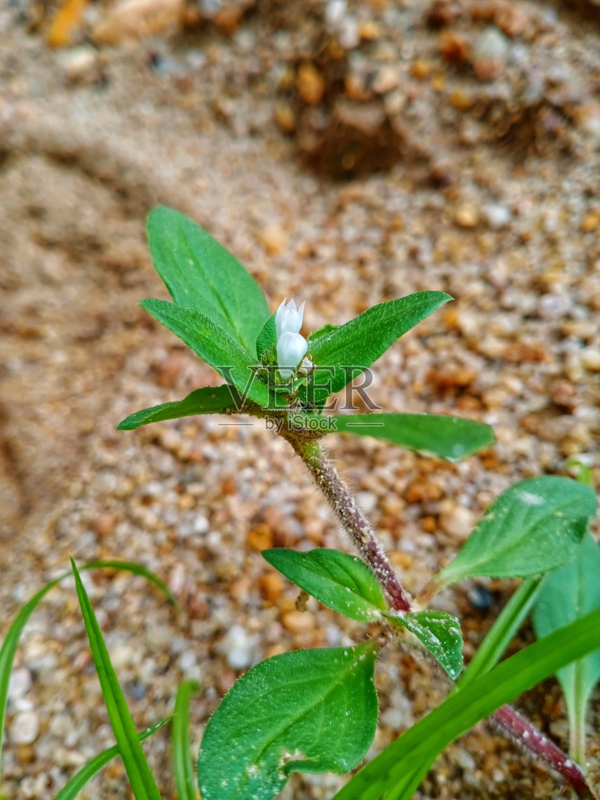 Buttonweed照片摄影图片