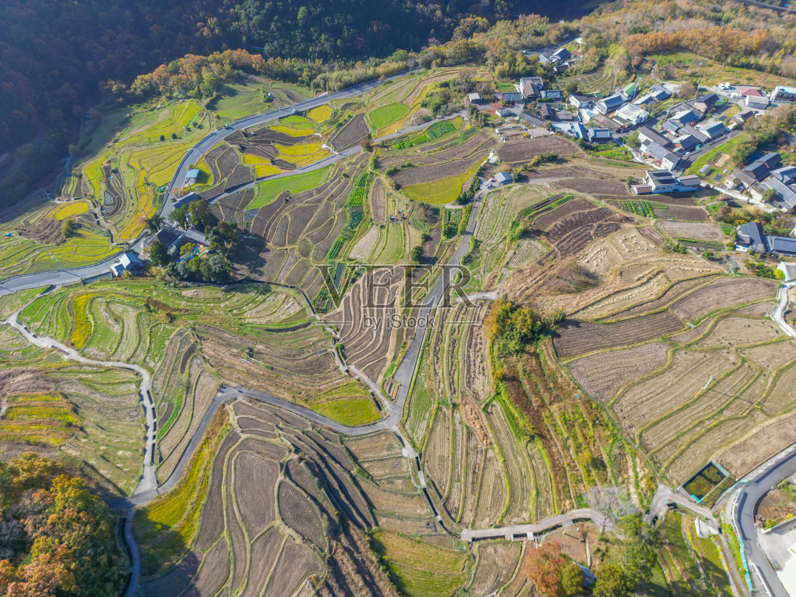 中山稻田照片摄影图片