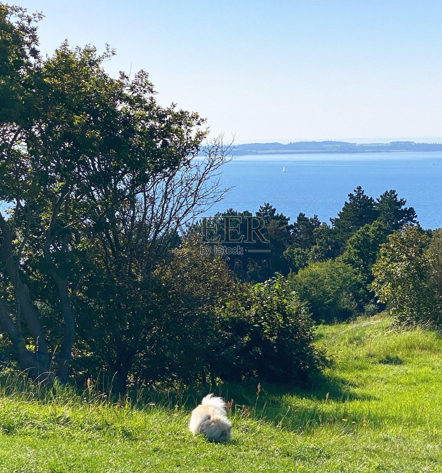 爱冒险的狗探索丹麦萨姆索岛迷人的冰碛地貌照片摄影图片