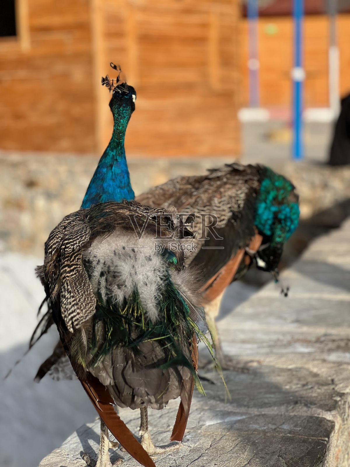 IMG_2701孔雀，后端照片摄影图片