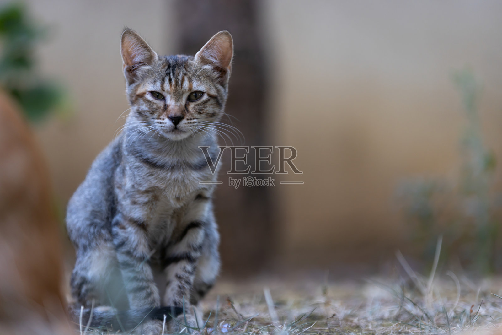 虎斑流浪猫，小猫照片摄影图片