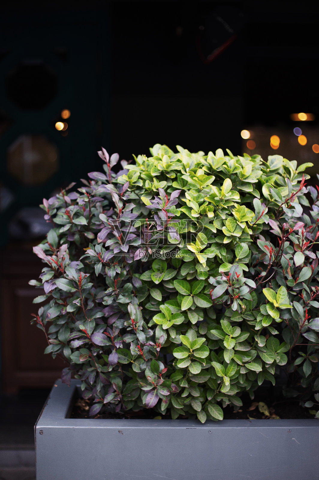 灰锅里的日本小檗照片摄影图片