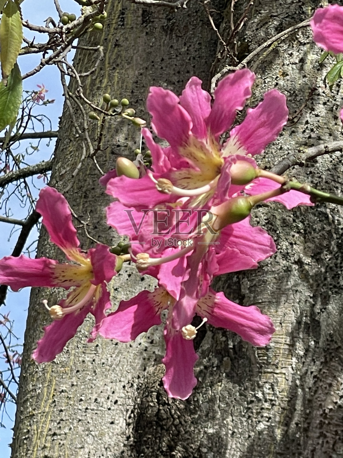 樱桃的花照片摄影图片