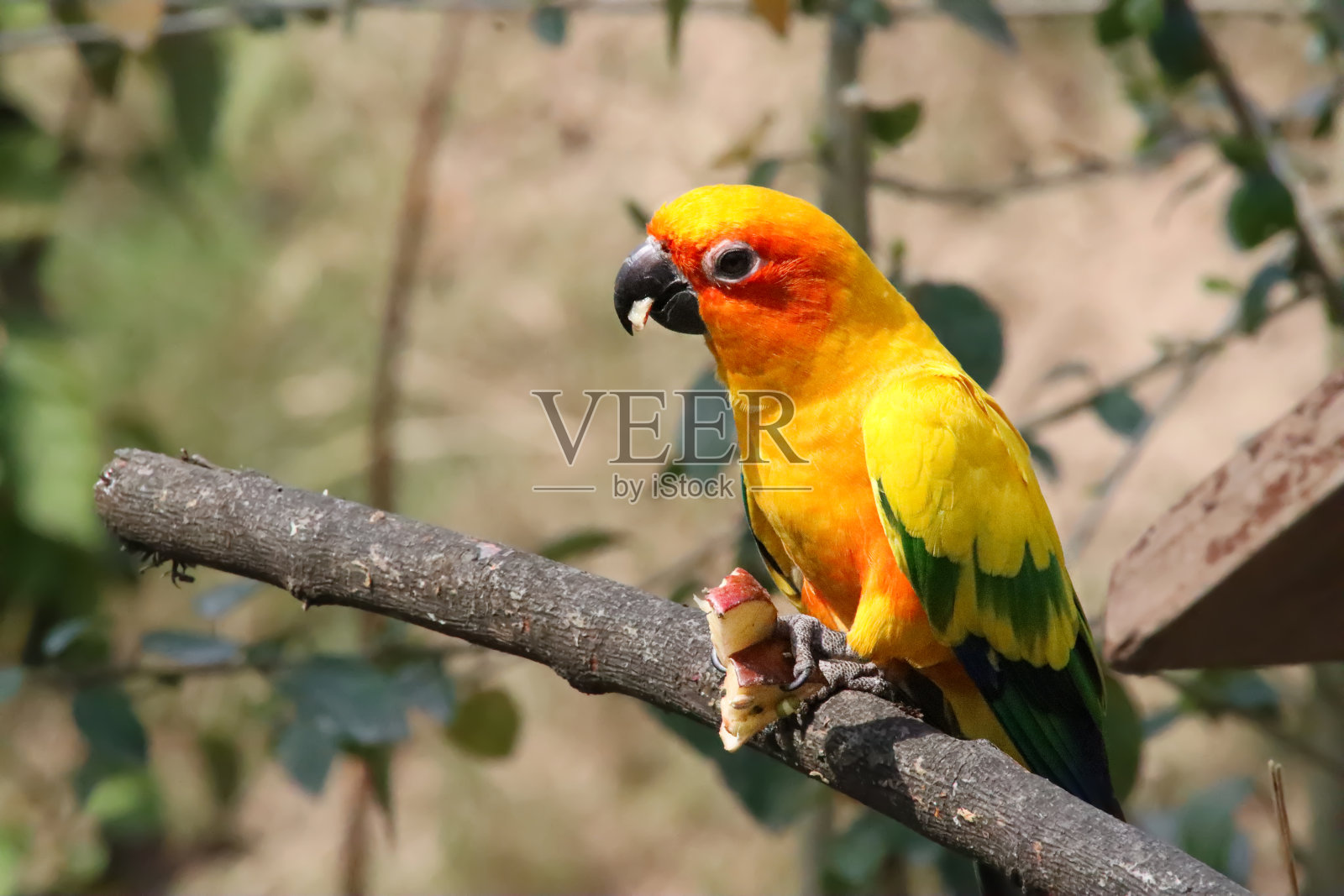太阳conure (Aratinga solstitialis)吃水果的特写图像，鹦鹉栖息在阳光下的树枝上，重点在前景照片摄影图片