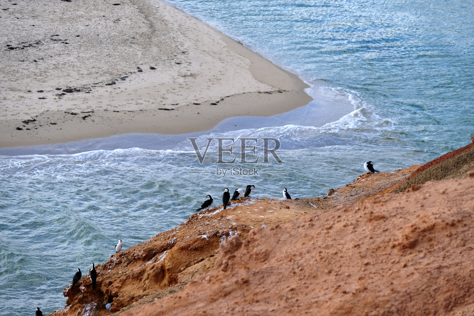 南澳大利亚Noarlunga港Onkaparinga河口的花斑鸬鹚照片摄影图片