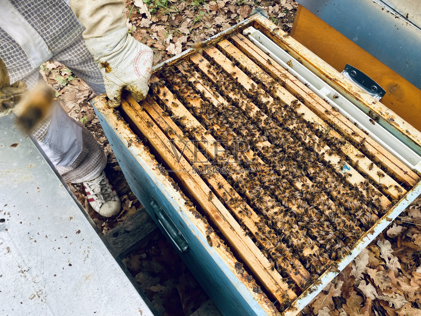 蜜蜂，蜂巢，-一个开放蜂巢的特写照片摄影图片