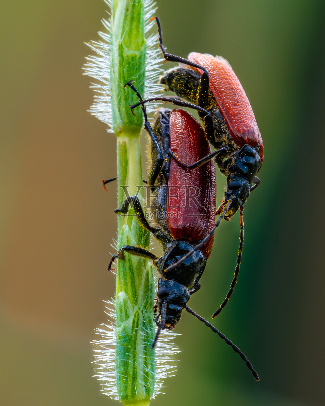 雌雄梳爪虫(Omophlus proteus)照片摄影图片