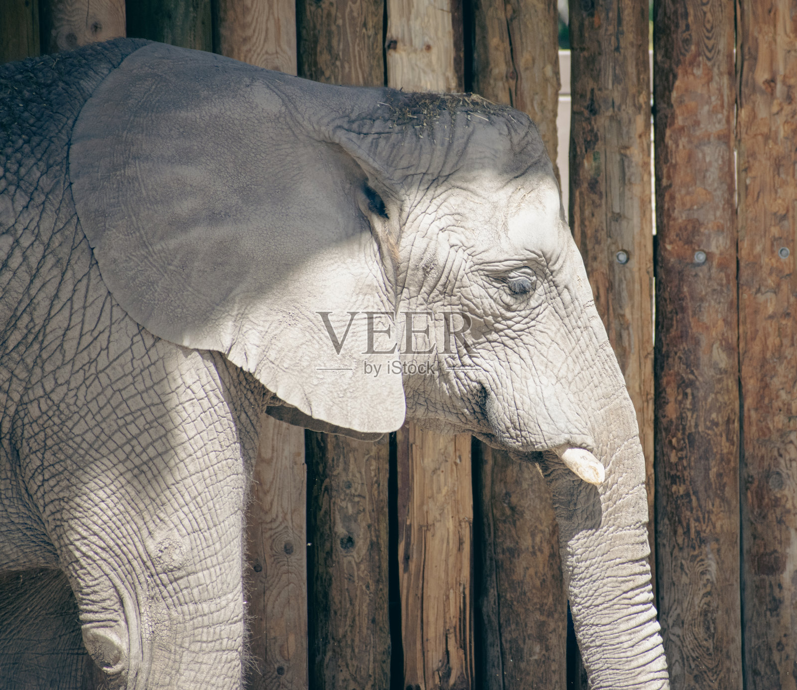 图为动物园圈地中的一头非洲母象。照片摄影图片