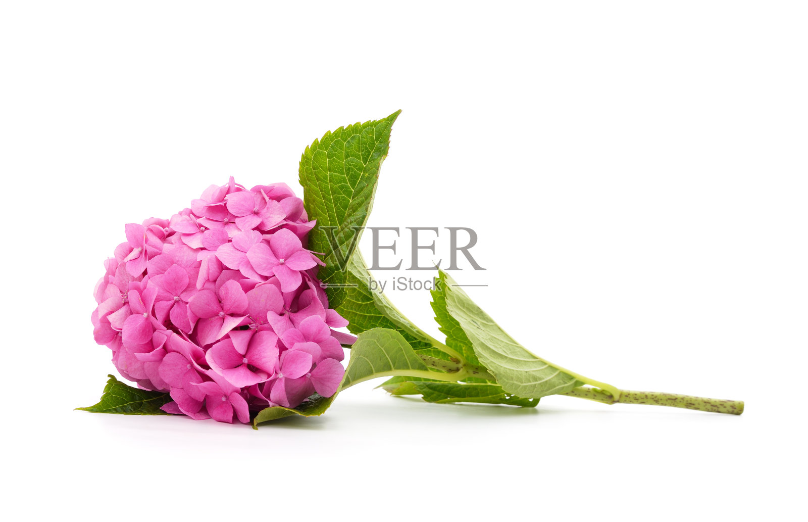 带叶子的紫色绣球花。照片摄影图片