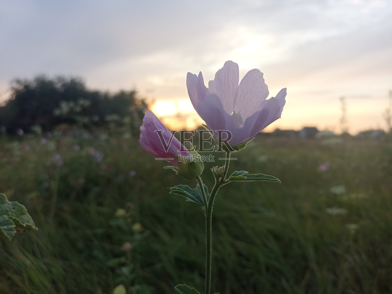 苏云金锦葵(Malva thuringiaca，同名Lavatera thuringiaca)，是锦葵科锦葵科开花植物照片摄影图片