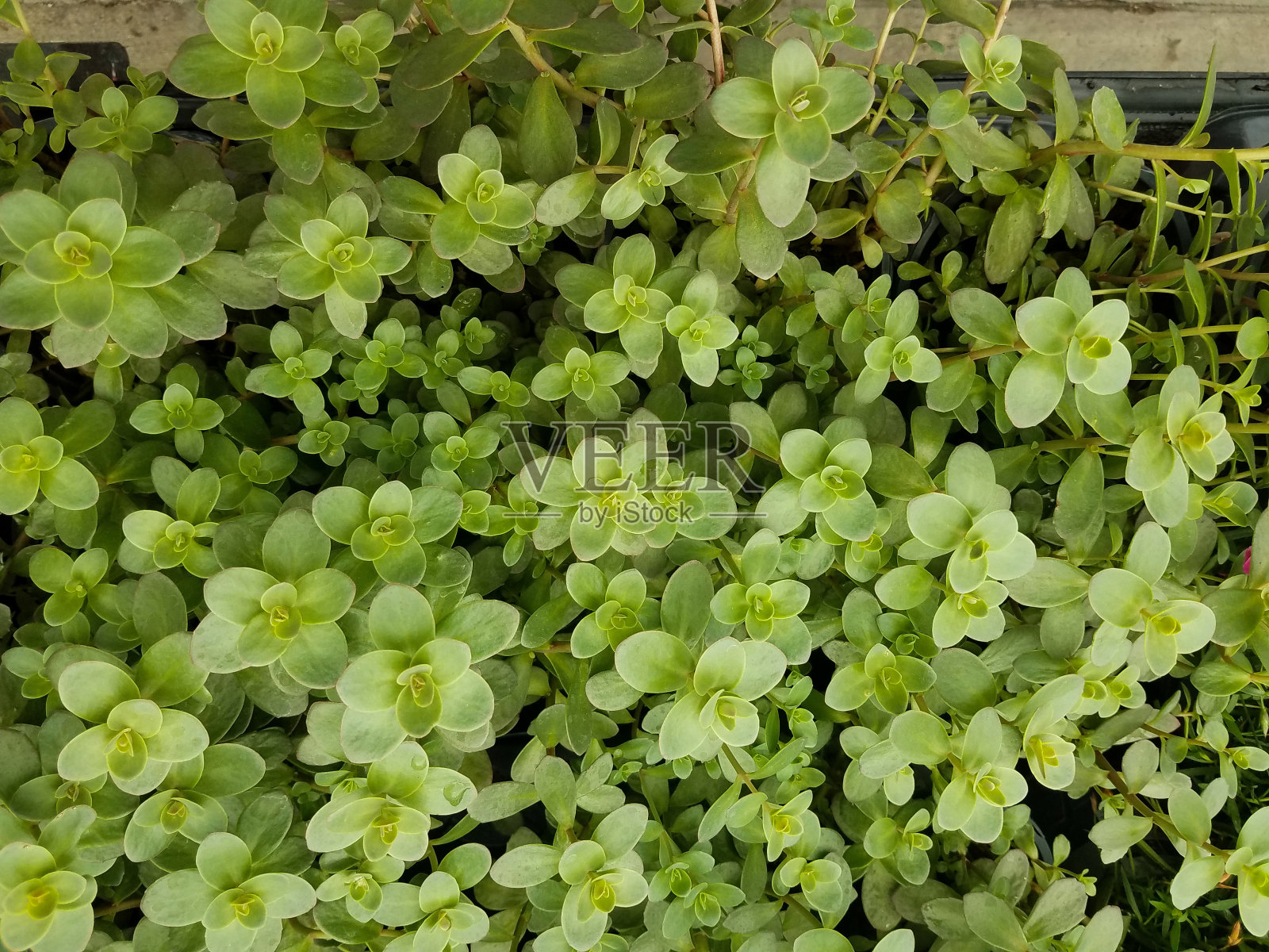 景天属植物植物照片摄影图片